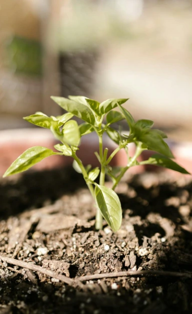 Rooted Vitality practitioner